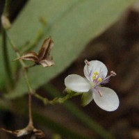 Murdannia zeylanica (C.B.Clarke) G.Brückn.